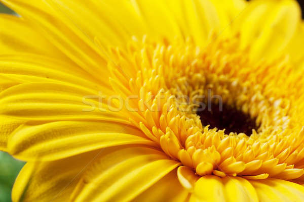 A heart of flower Stock photo © AGorohov
