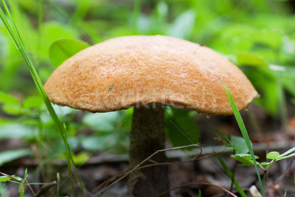 Mushroom Stock photo © AGorohov