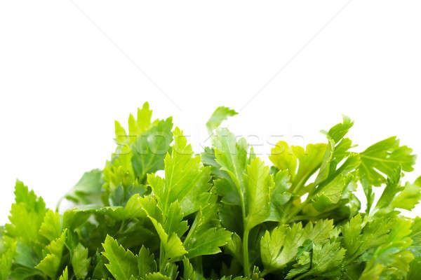 Parsley Stock photo © AGorohov