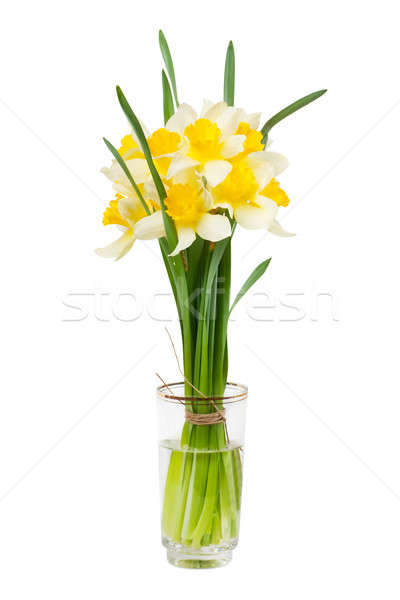 Narcissus Stock photo © AGorohov