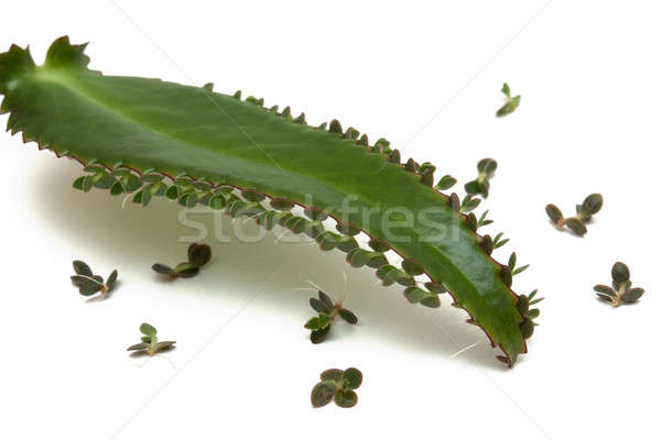 Kalanchoe Stock photo © AGorohov