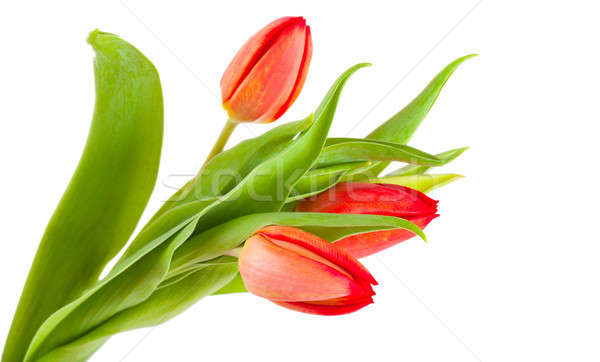 Tulipani fresche bouquet isolato bianco Pasqua Foto d'archivio © AGorohov