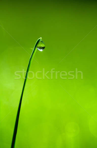 Drop on a blade of grass Stock photo © AGorohov