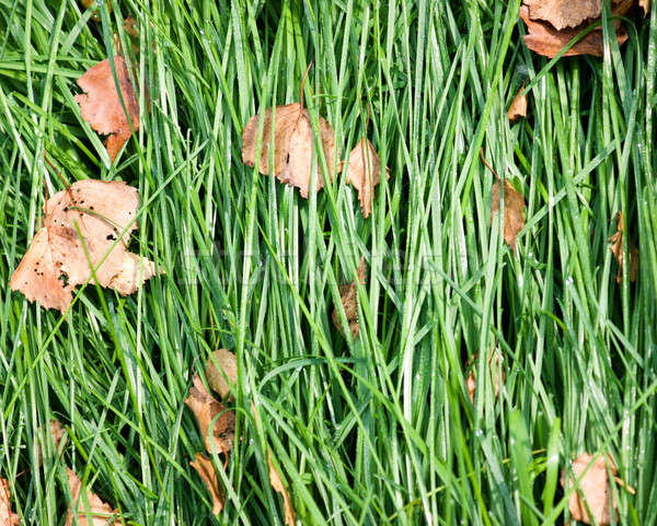 Stock foto: Gras · Blätter · Herbst · Licht · Blatt · Hintergrund