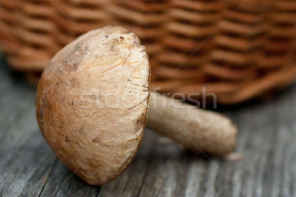Mushroom Stock photo © AGorohov