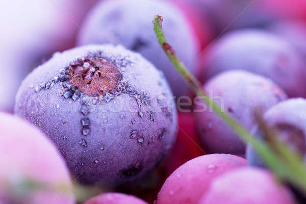 Eingefroren Beeren Makro Ansicht Heidelbeere Stock foto © AGorohov