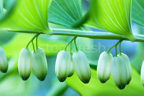 Chiuso primo piano verde poco profondo fiore primavera Foto d'archivio © AGorohov