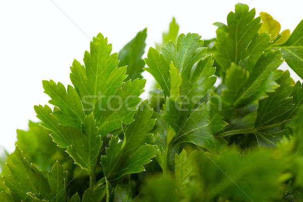 Parsley Stock photo © AGorohov