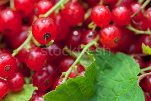 Rood bes hoop groen blad Stockfoto © AGorohov