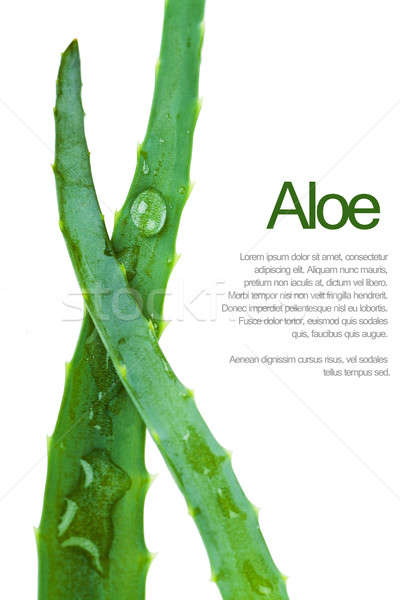 Aloe levél közelkép kilátás kettő friss Stock fotó © AGorohov