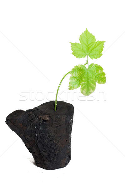 Nuova vita fresche foglie sfondo verde nero Foto d'archivio © AGorohov