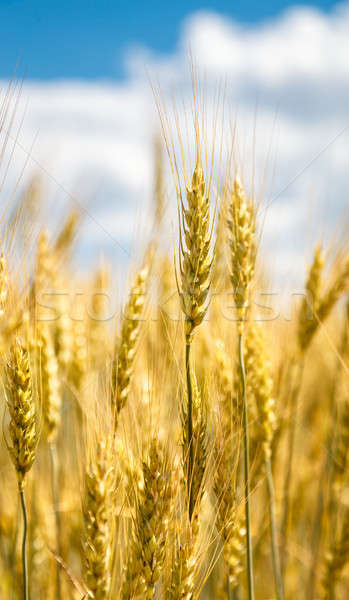 Closeup view of wheat ear Stock photo © AGorohov