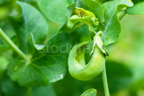 Hüvely zöldborsó makró kilátás zöld kert Stock fotó © AGorohov