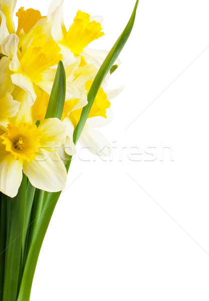 Bouquet isoliert weiß Ostern Frühling Natur Stock foto © AGorohov