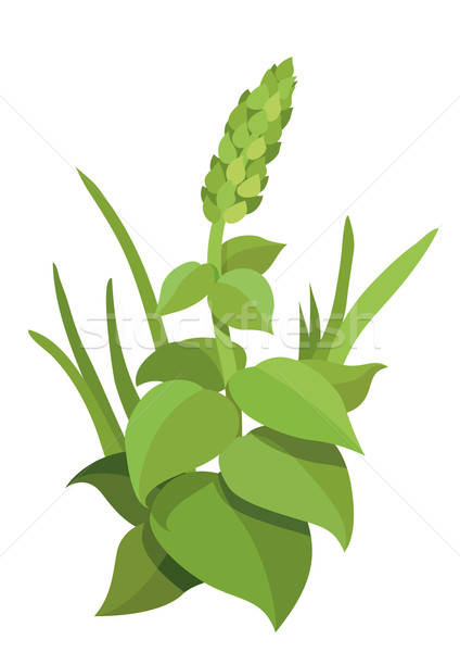Leafy plants Stock photo © Aiel