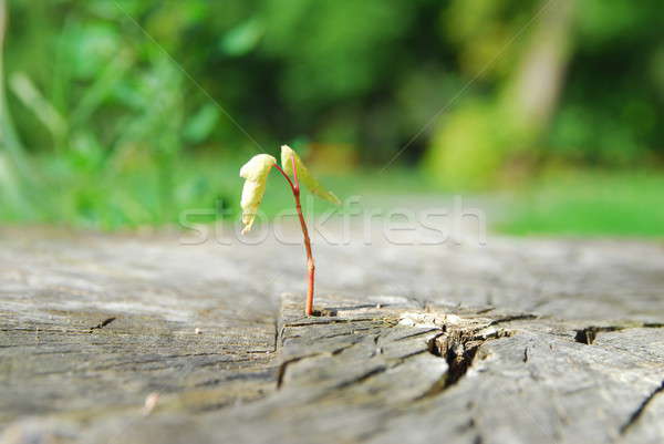 New sprout Stock photo © Aikon