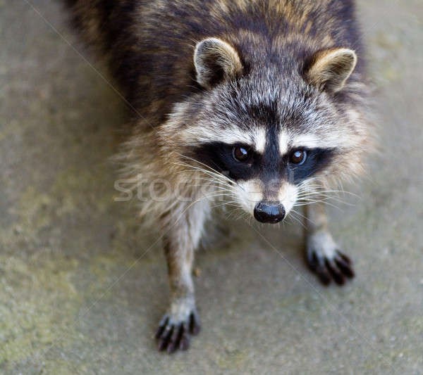 Sad raccoon Stock photo © Aikon