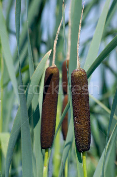 Bush of reed Stock photo © Aikon