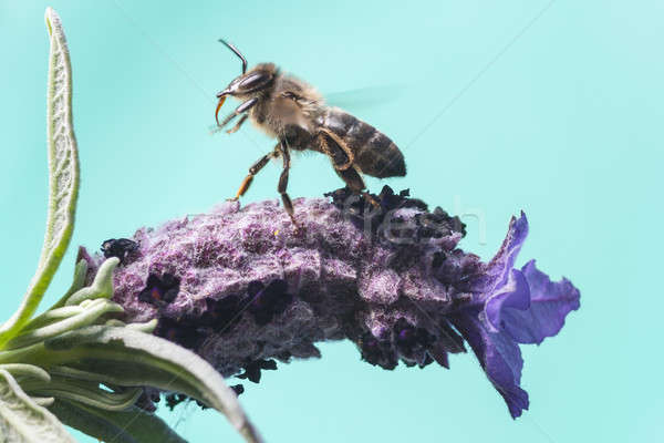 Flying Bee Stock photo © Aitormmfoto