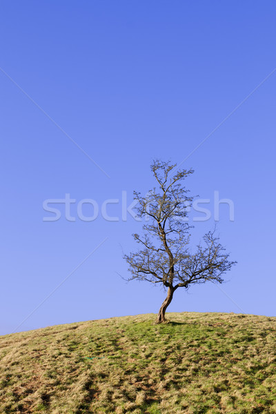 Faible monde solitaire sécher arbre isolé [[stock_photo]] © Aitormmfoto