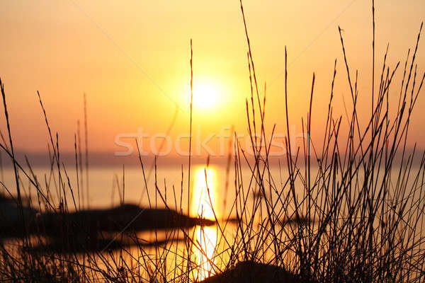 Naplemente tenger fű közelkép víz szépség Stock fotó © ajfilgud