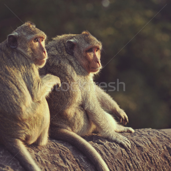 Обезьяны обезьяны древних руин Ангкор-Ват природы Сток-фото © ajfilgud
