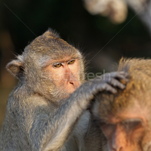 Majmok majom ősi romok Angkor Wat természet Stock fotó © ajfilgud