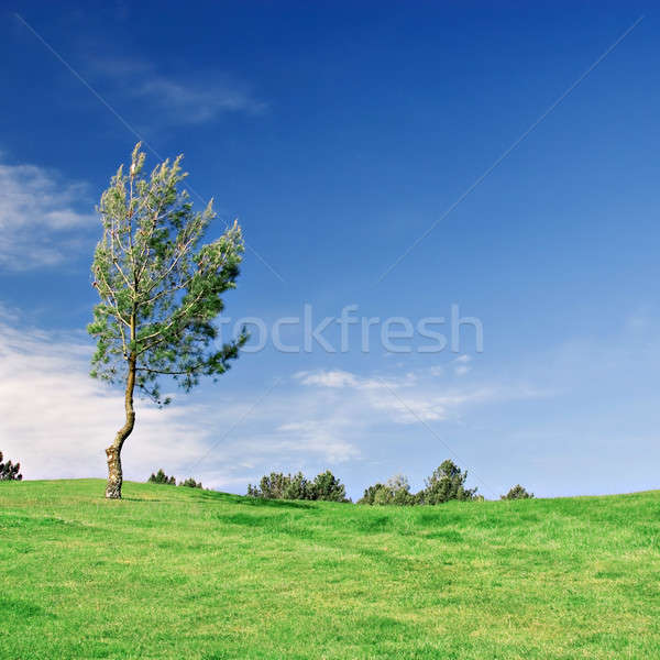 Kiefer grünen Bereich Baum tief blauer Himmel Stock foto © ajn