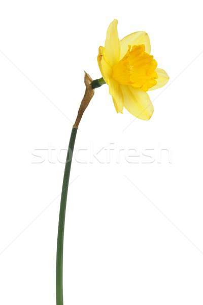 Zdjęcia stock: Narcyz · biały · jeden · żółty · odizolowany · kwiaty