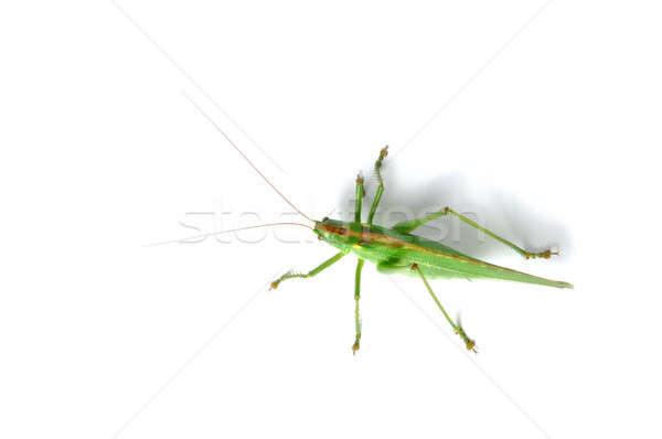 Grasshopper Stock photo © ajt