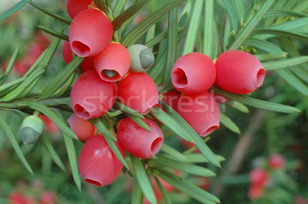 Yew-tree berries Stock photo © ajt