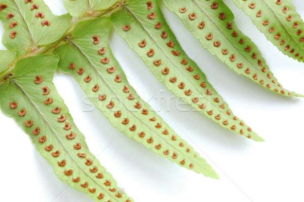 Varen blad plant geïsoleerd Stockfoto © ajt