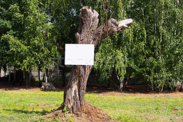 Empty board on a tree Stock photo © ajt