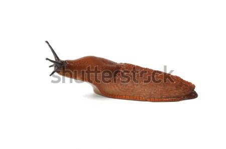 Spanyol korty makró nagy izolált fehér Stock fotó © ajt