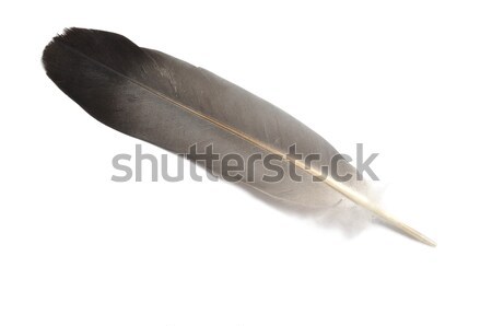 Feather Stock photo © ajt
