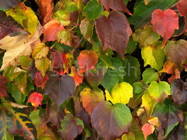 Autumn leaves background Stock photo © ajt