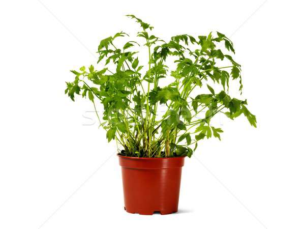 Maceta aislado blanco verde planta Foto stock © ajt