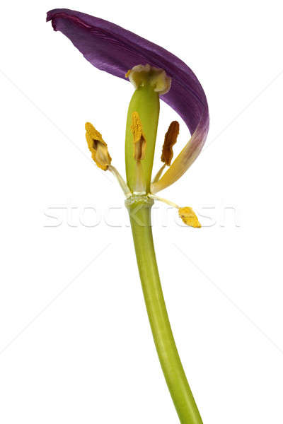 Withered tulip flower Stock photo © ajt