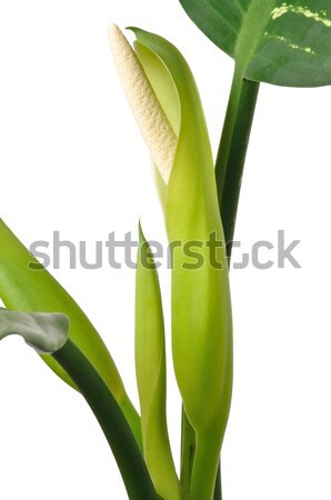 немой тростник цветок изолированный белый Сток-фото © ajt