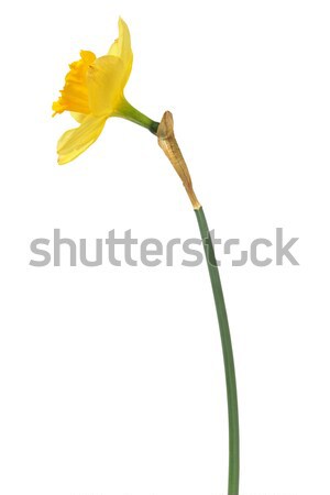 [[stock_photo]]: Jonquille · blanche · une · jaune · isolé · fleurs