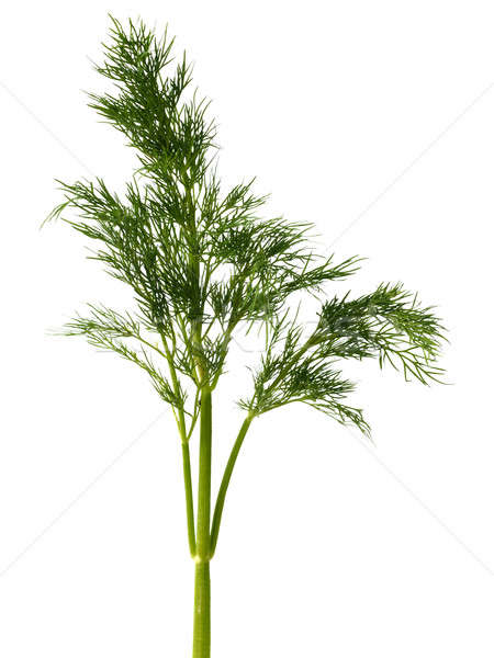 [[stock_photo]]: Vert · weed · fraîches · blanche