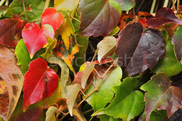Autumn leaves background Stock photo © ajt