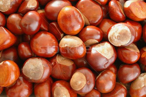 Textura outono padrão cair sementes marrom Foto stock © ajt