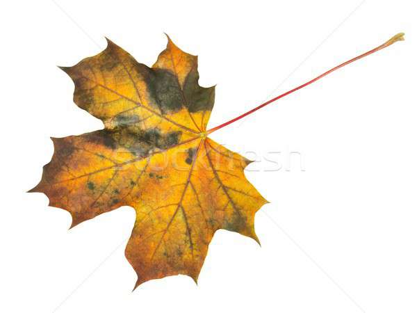 Herbst Blatt weiß Ahornblatt isoliert Stock foto © ajt