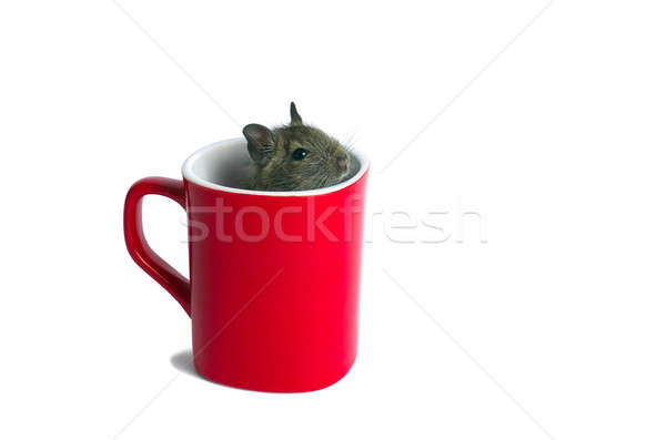 Maus mug Makro jungen innerhalb isoliert Stock foto © ajt