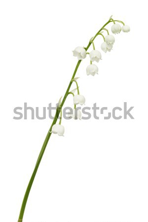 Lilie Tal Blumen isoliert weiß Stock foto © ajt