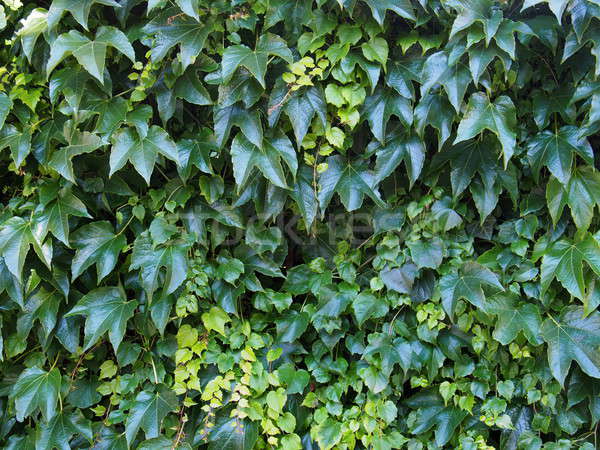 Green ivy background Stock photo © ajt