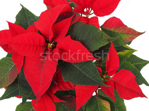 Stock photo: Christmas Star Flower, Poinsettia