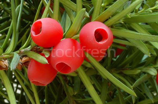 Yew-tree berries Stock photo © ajt