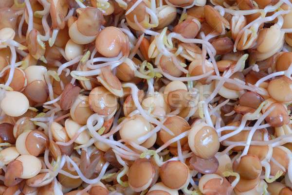 Soya Seedlings Stock photo © ajt